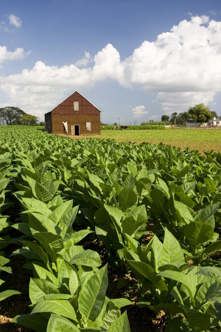 Plantação de tabaco